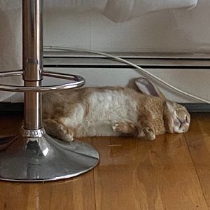 Meet your Posher, Anna